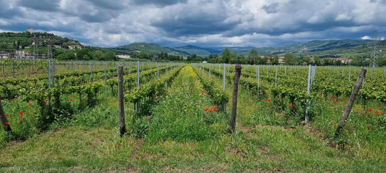 Agriturismo Alle Albare Montorio Veronese Ngoại thất bức ảnh